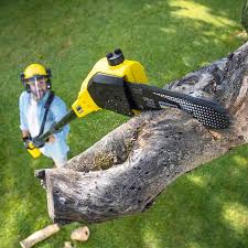 Professional Tree Care in Licking, MO