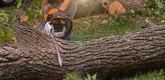 Best Emergency Tree Removal  in Licking, MO