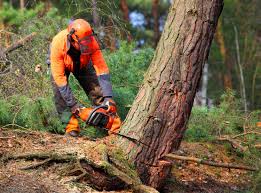Leaf Removal in Licking, MO