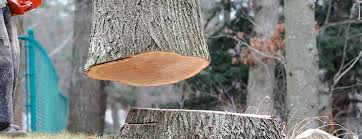 Tree and Shrub Care in Licking, MO