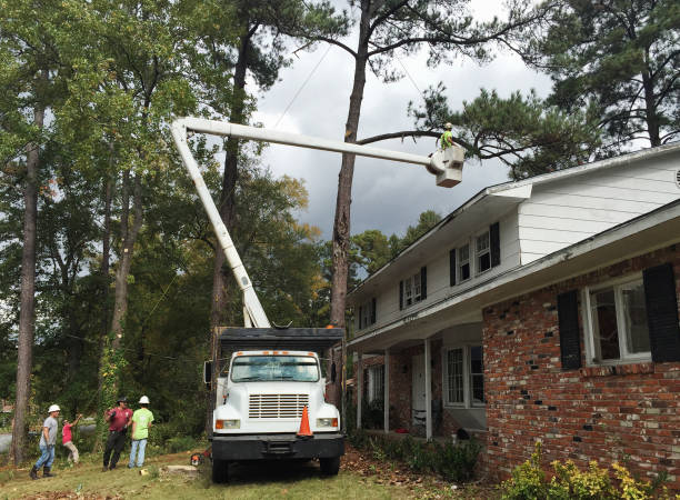 Best Tree Trimming and Pruning  in Licking, MO