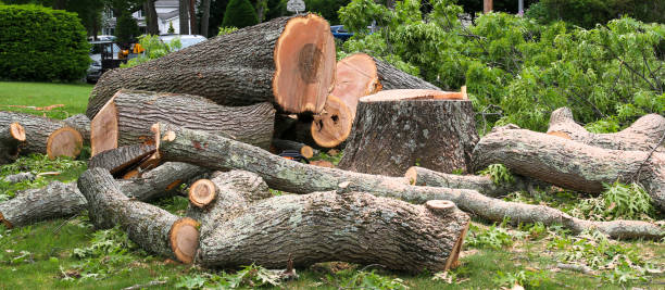 Best Tree Health Inspection  in Licking, MO