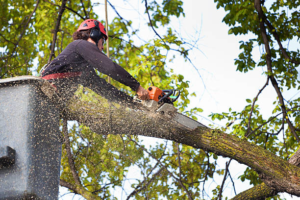 Best Tree Risk Assessment  in Licking, MO