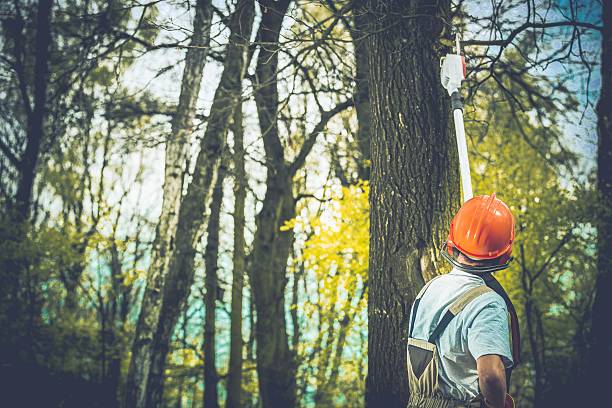 How Our Tree Care Process Works  in  Licking, MO